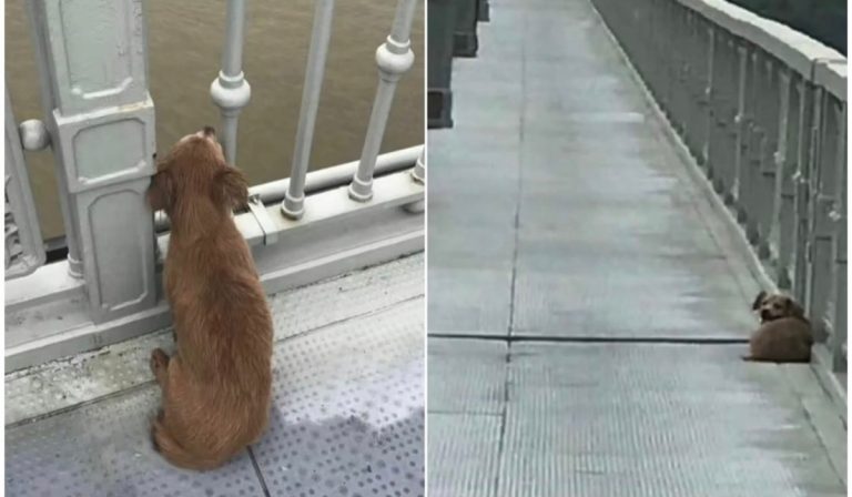Il cane aspetta il suo padrone, ma lui si è suicidato