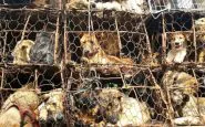 Cina, vietato mangiare cani: ok definitivo prima del Festival di Yulin