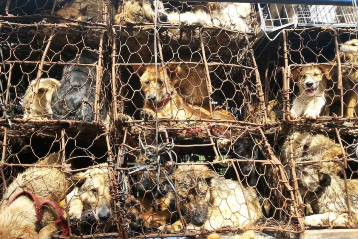 Cina, vietato mangiare cani: ok definitivo prima del Festival di Yulin