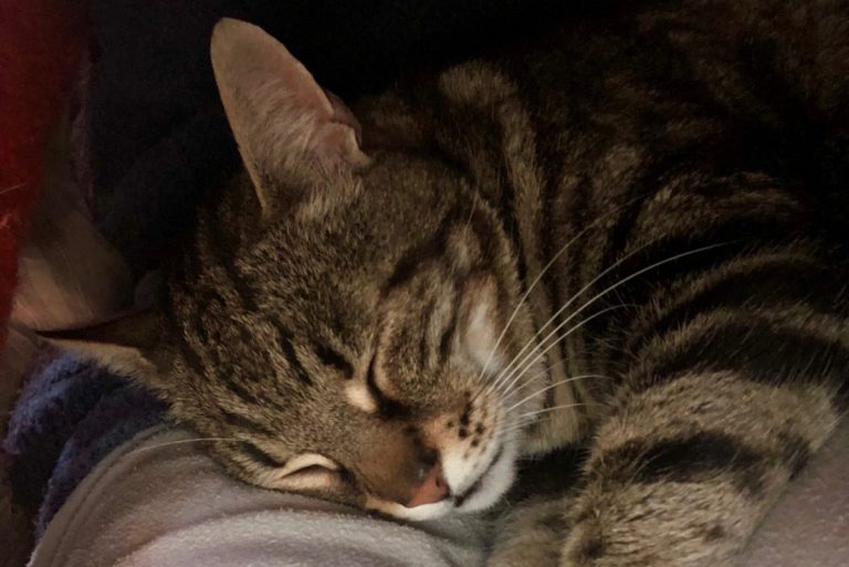come-comportano-gatti-significato