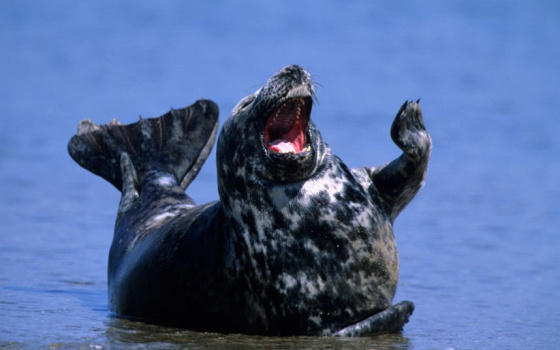 come-starnutiscono-animali