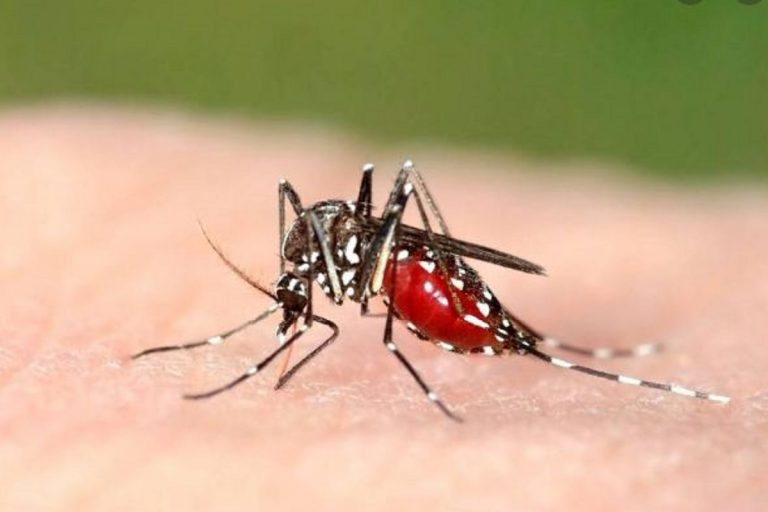 coronavirus zanzare