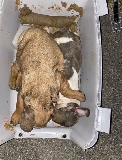 I cuccioli morti