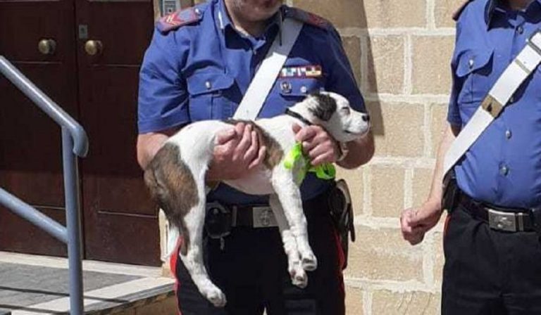cucciolo cane gettato finestrino