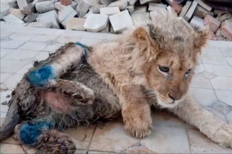 cucciolo simba russia