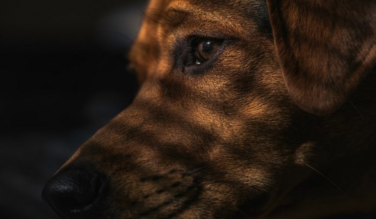 Roma, cane impiccato dal padrone