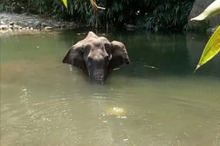 elefante ucciso ananas arresto