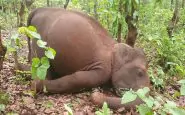 Elefanti uccisi in India per mano dei bracconieri