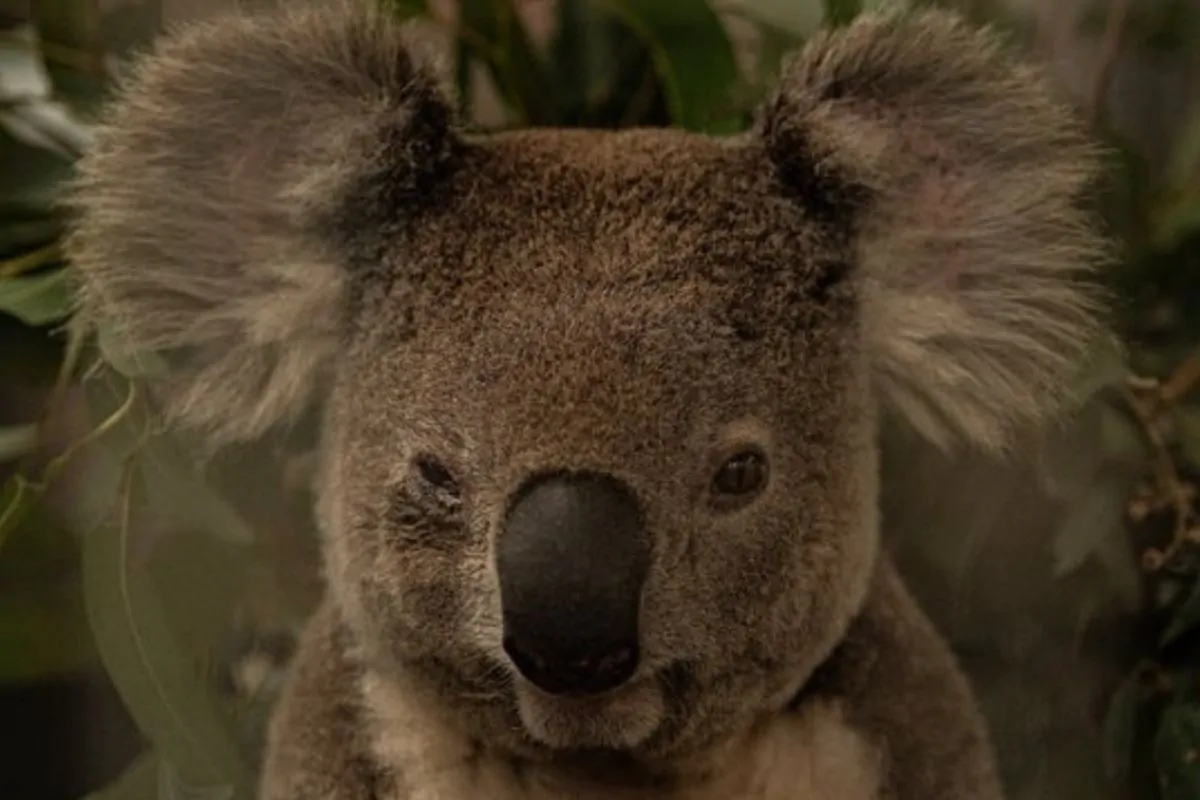 estinzione koala