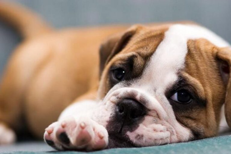 Cucciolo di bulldog