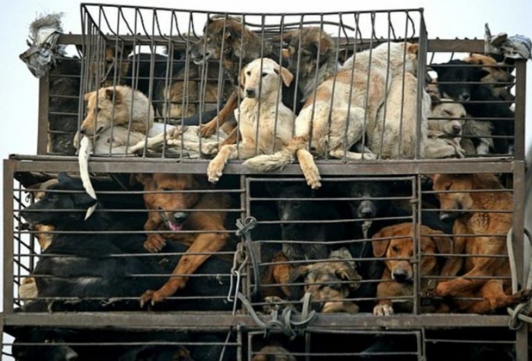 festival yulin 2020 notizie it 1 768x521