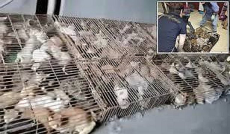 Cina, salvati 700 gatti rapiti