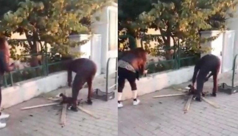 gatto ucciso in strada a livorno