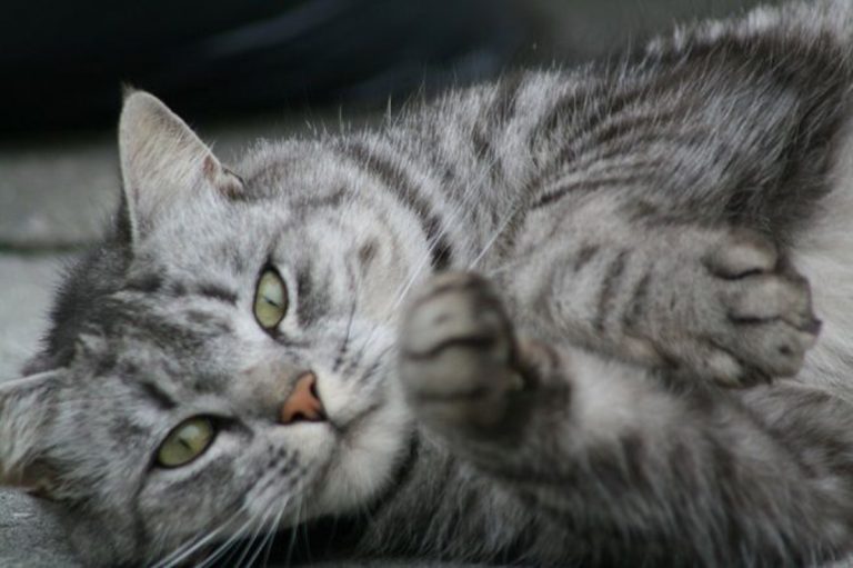 gatto virus pipistrello