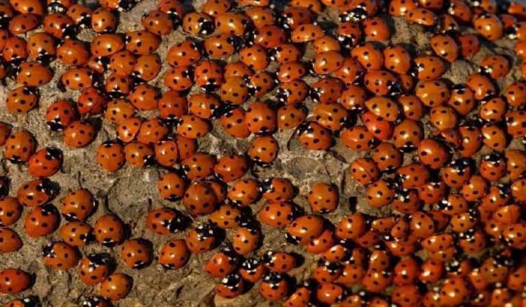 Puglia, invasione di coccinelle da Bari a Foggia