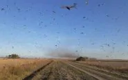 Mega invasione di locuste in Argentina