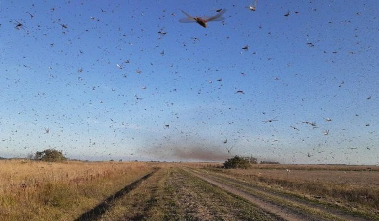 Mega invasione di locuste in Argentina