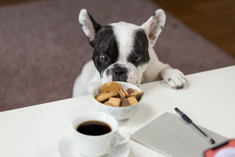 alimenti-cane-non-deve-mangiare