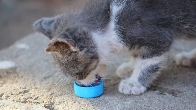alimenti gatto da non mangiare