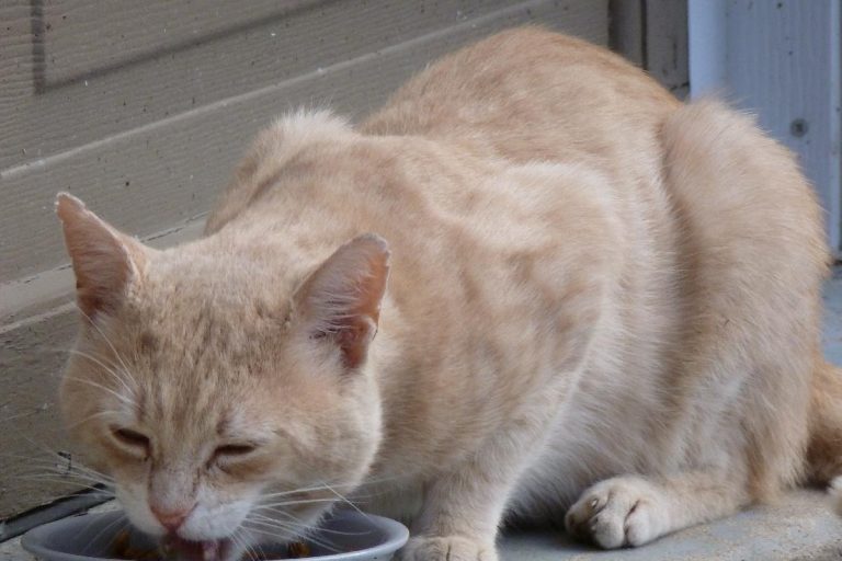 alimenti gatto da non mangiare