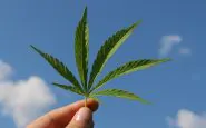 Legalizzazione cannabis lettera