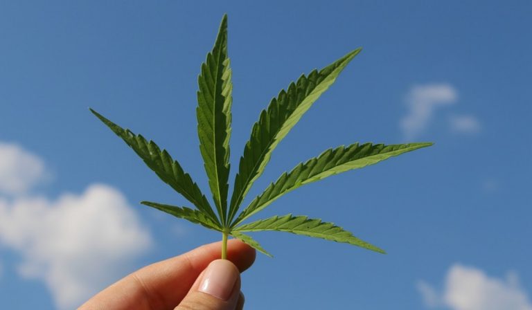 Legalizzazione cannabis lettera