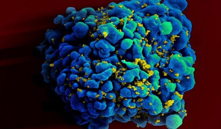 Linfociti T e Covid: un vantaggio nel sistema immunitario