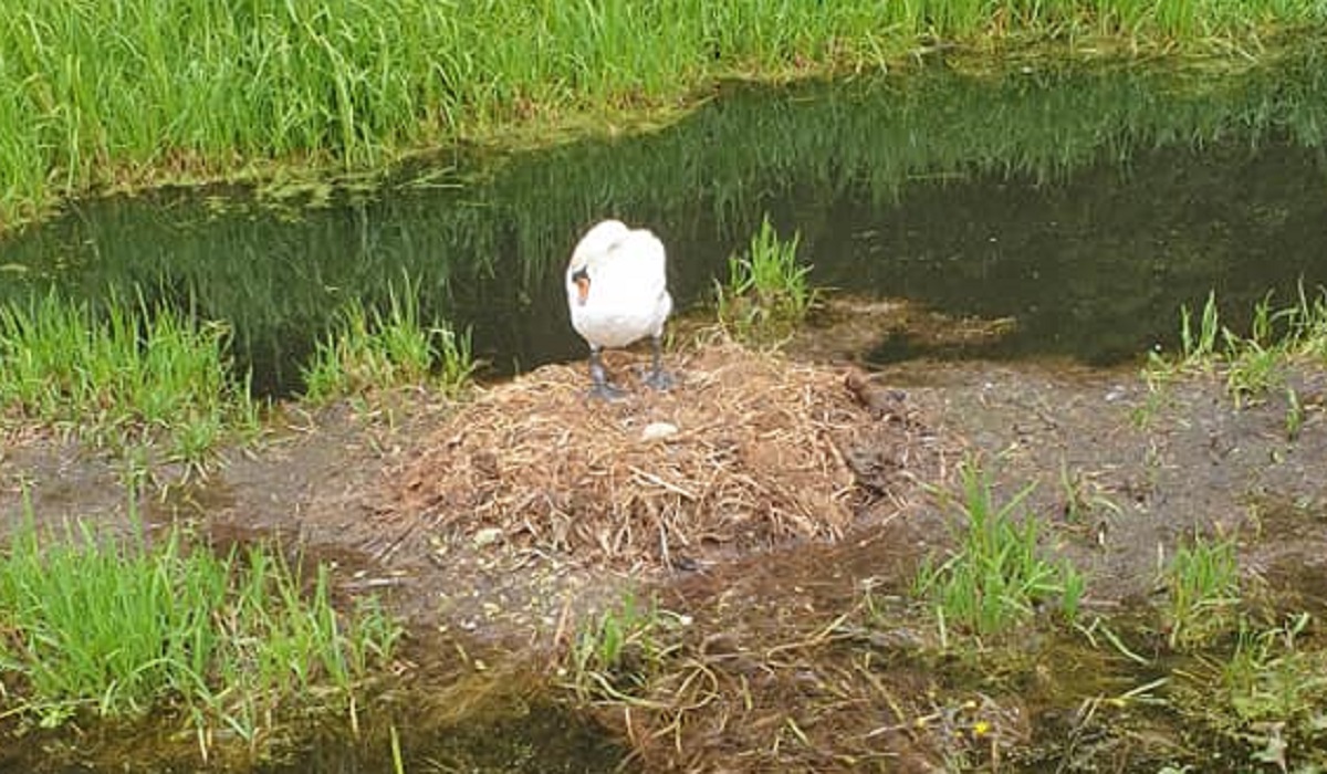 Femmina di cigno cova l'unico uovo