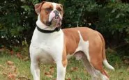 martina-franca-bimba-azzannata-bulldog