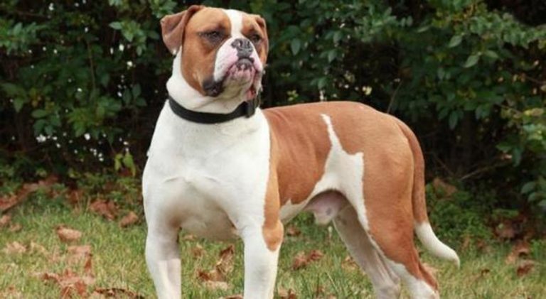 martina-franca-bimba-azzannata-bulldog