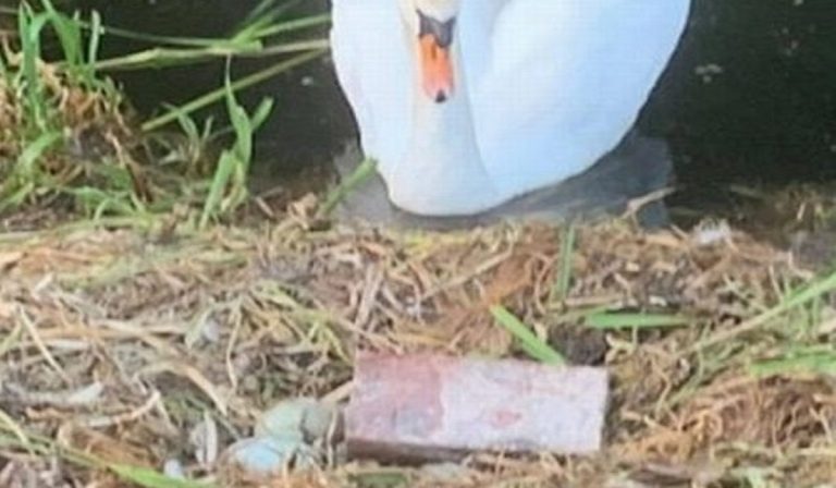 Regno Unito: nido di cigno distrutto