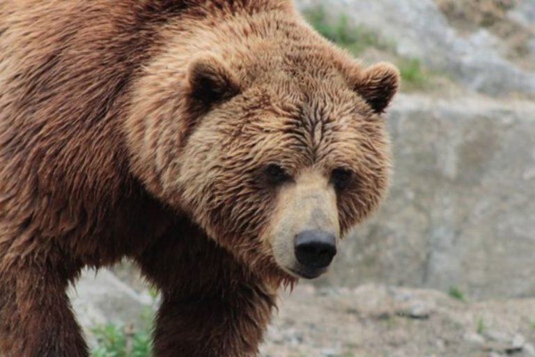 orso rider uber 768x512