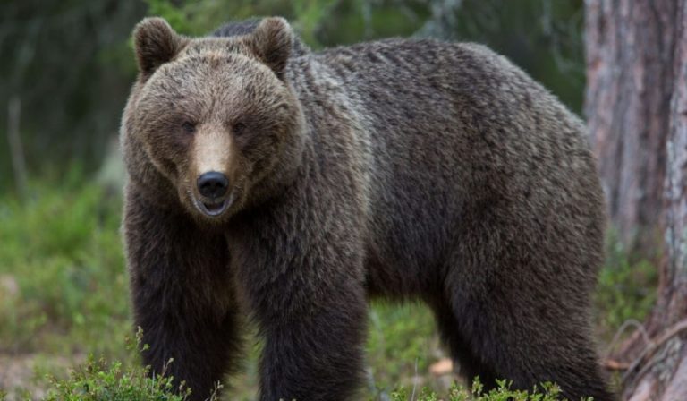 Orso del Trentino da abbattere. Il ministro Costa dice no