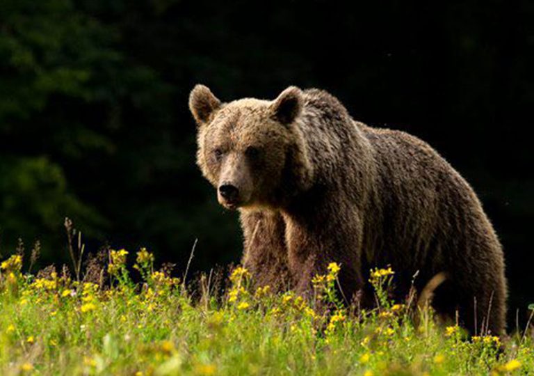orso trentino e1593803948551 768x540