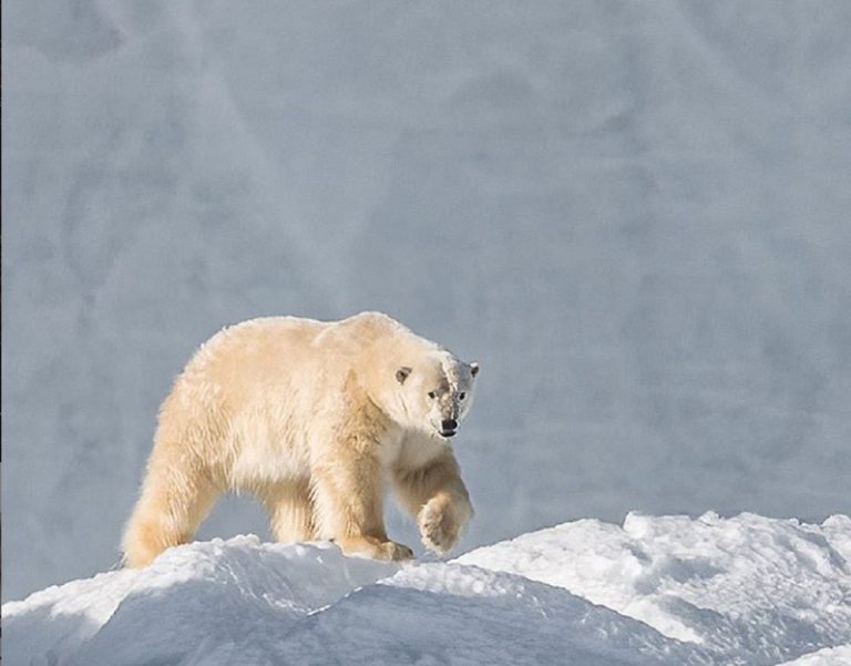 orso_polare_cacciatori