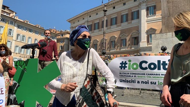 parlamentari coltivano cannabis in casa