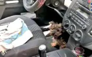 polizia salvato cane auto