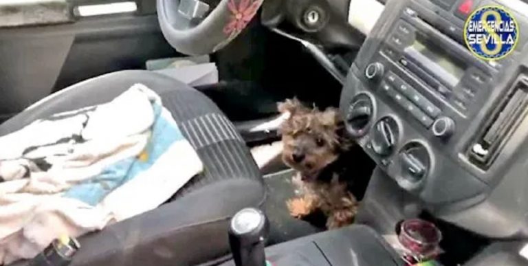 polizia salvato cane auto