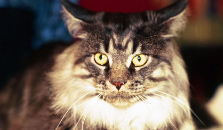 Sequestrati gli animali di una donna, proprietaria del gatto stroncato dal virus