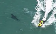 Australia: surfista ucciso da squalo bianco