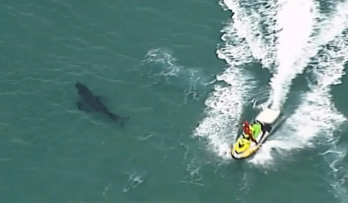 Australia: surfista ucciso da squalo bianco
