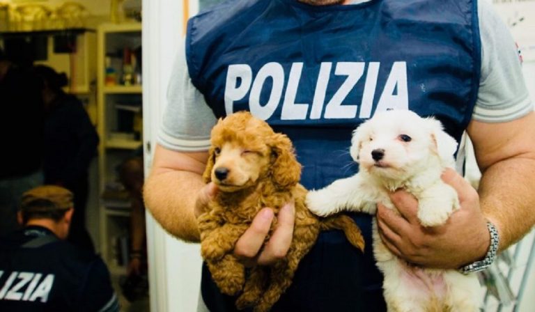 Lodi, traffico di cuccioli sventato