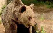 Trentino orso ferisce padre e figlio