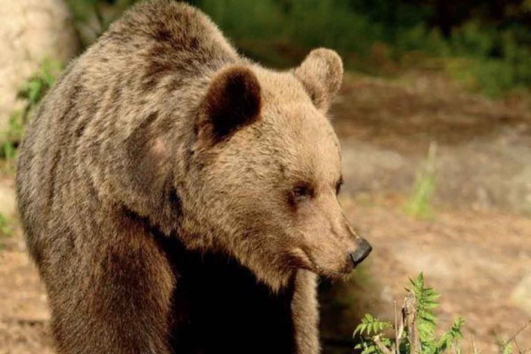Trentino orso ferisce padre e figlio