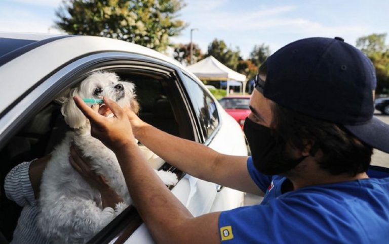 vaccini animali auto california