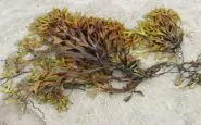 Presenza di alga tossico nel litorale barese