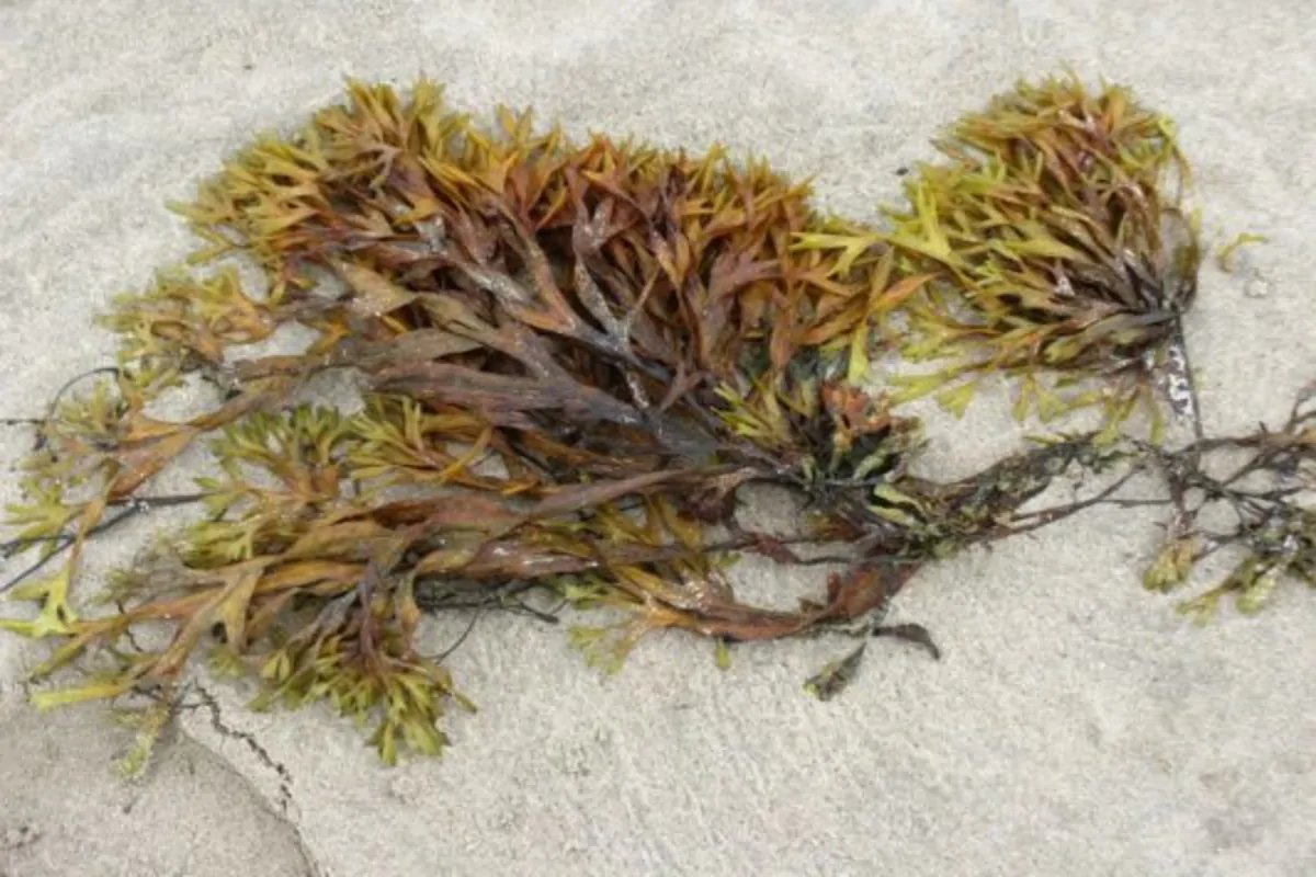 Presenza di alga tossico nel litorale barese