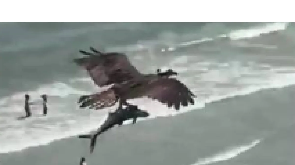Aquila cattura squalo a Mrtyle Beach