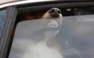 Cane lasciato in auto al sole