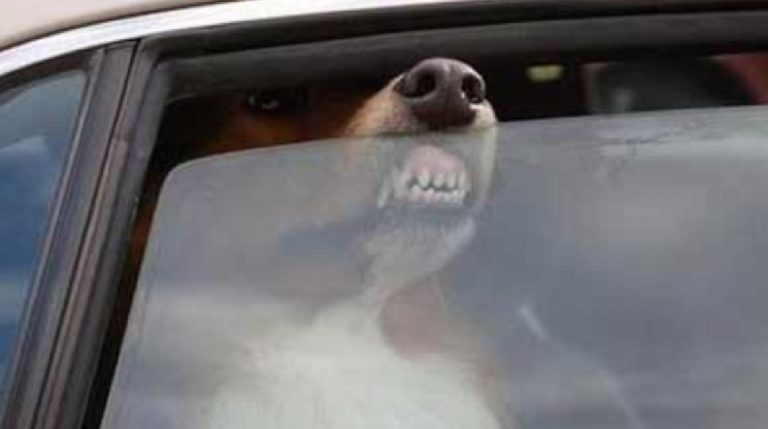 Cane lasciato in auto al sole